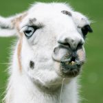 manfaat pinjaman online